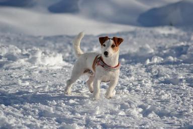 JRT
